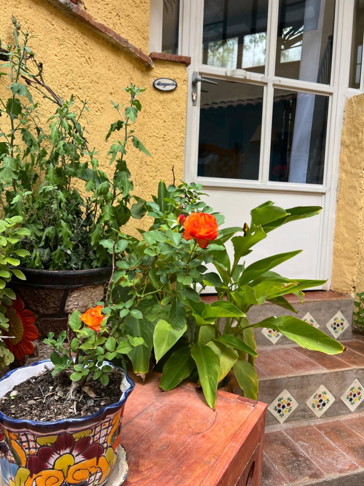 Boutique Hotel Casa Camellia San Miguel de Allende Eksteriør billede